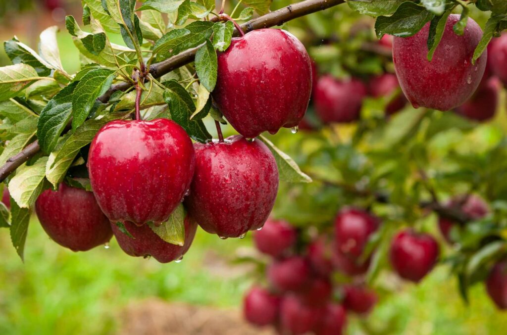 Reife Äpfel ernten