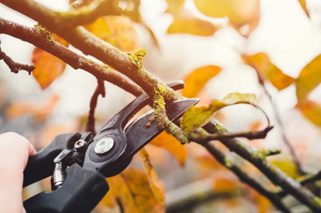 Äste im Herbst schneiden