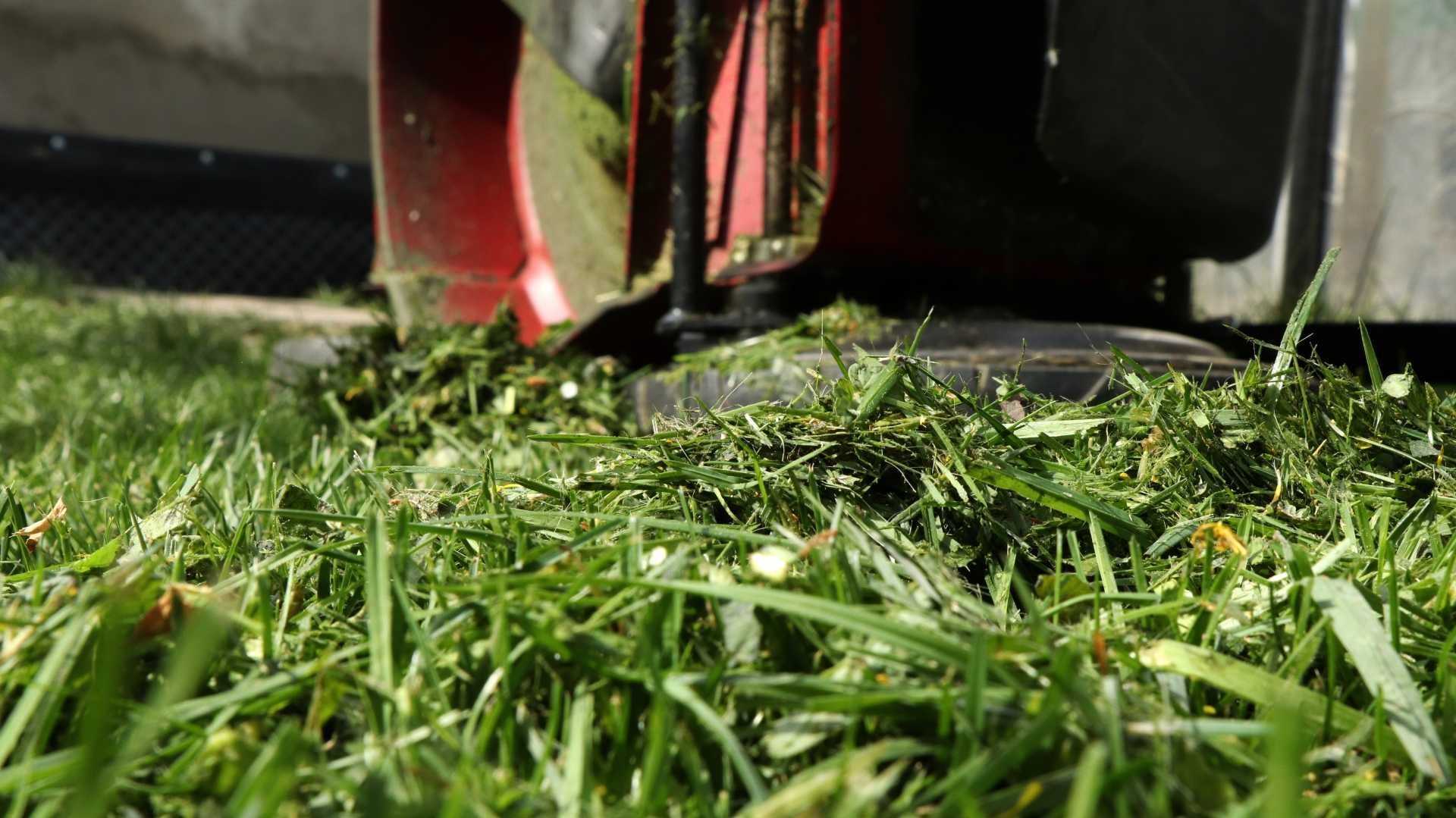 Abgemähter Rasen sollte nicht liegengelassen werden.