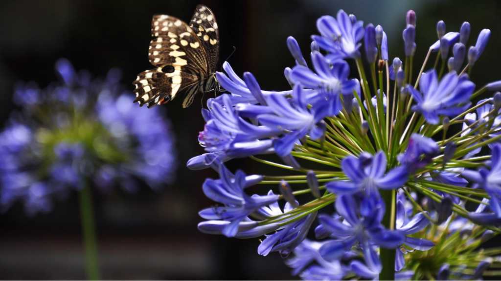 Im Sommer möchte die Terrassenpflanze Agapanthus viel Wasser, im Winter bevorzugt sie eher trockene Erde.