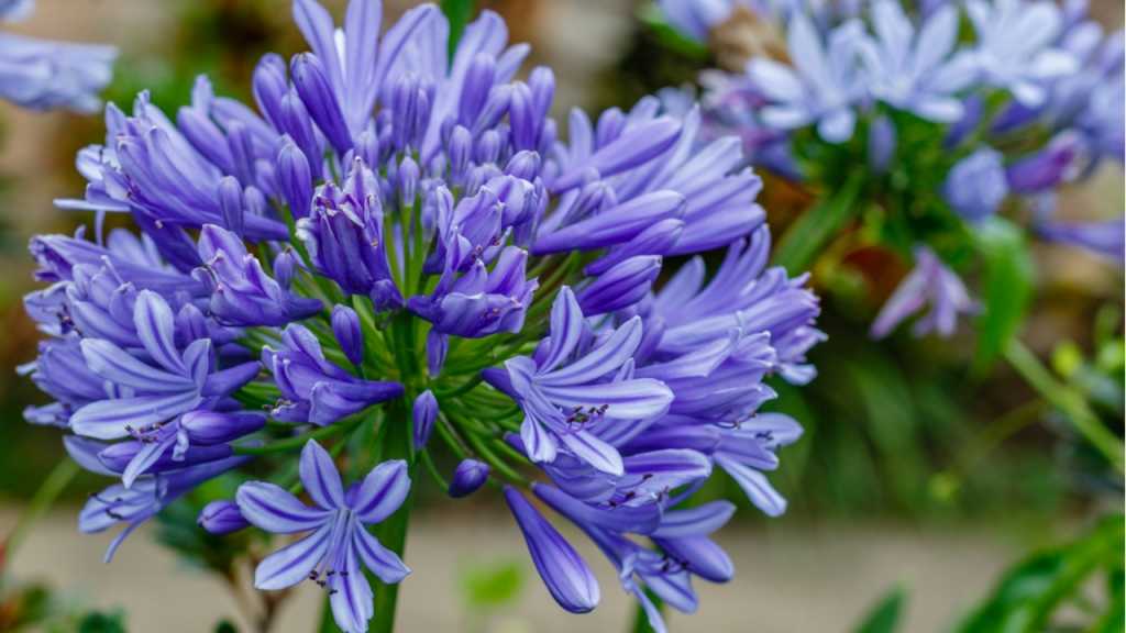Der Agapanthus benötigt ausreichend Pflege, damit er seine Blütenpracht entfalten kann.