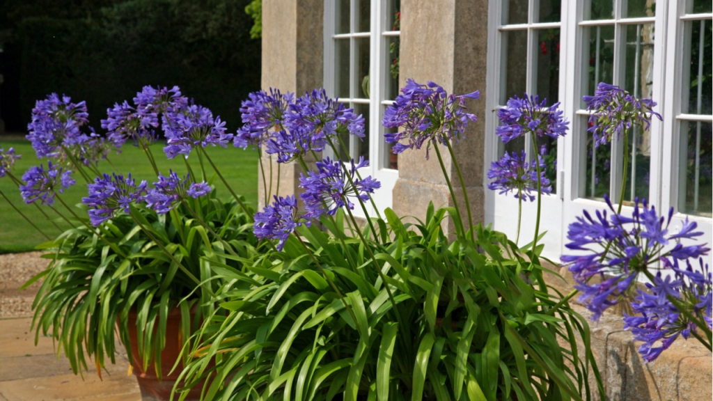 Falls ein Agapanthus Umtopfen nötig ist, sollte dies im Frühjahr geschehen.