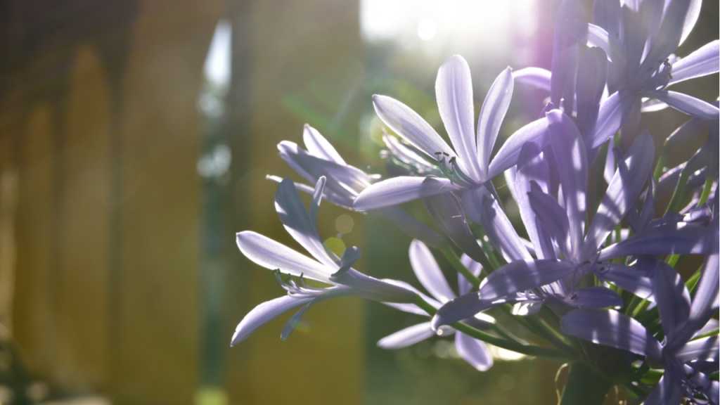 Zur Agapanthus Pflege gehört auch ein sonniger Platz.