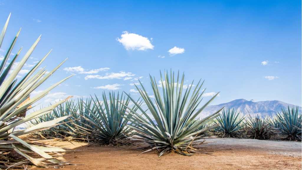 Die Agave stammt ursprünglich aus Nord- und Südamerika.