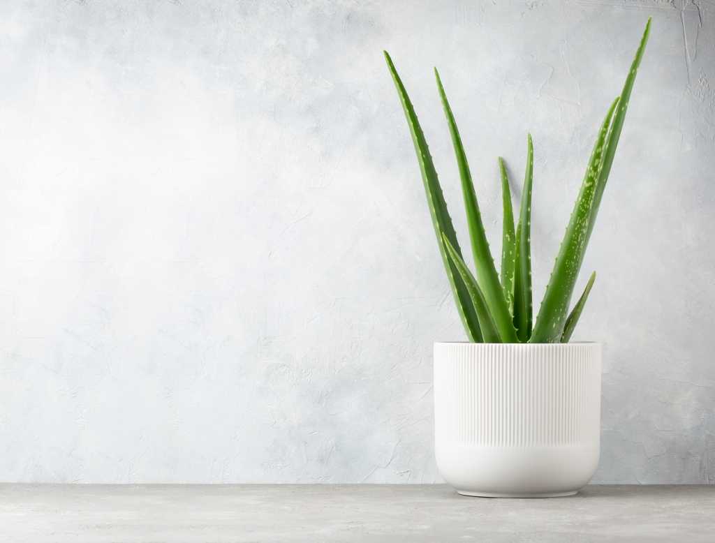Aloe Vera