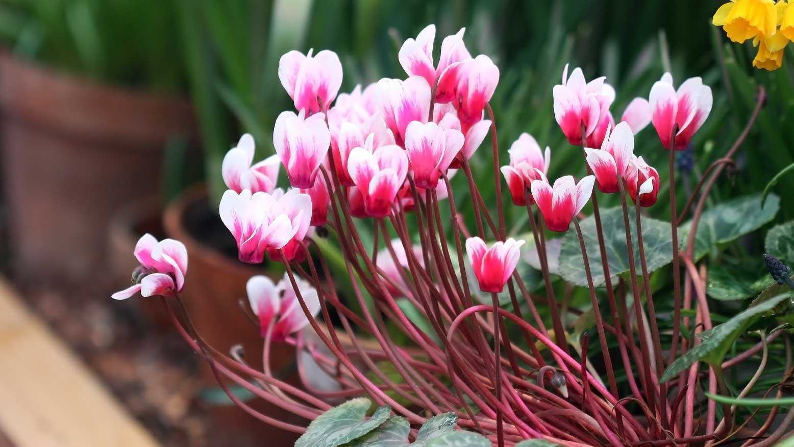 Die Alpenveilchen Pflege ist sehr wichtig, damit Sie lange etwas von der Pflanze haben. Sie kann sowohl im Haus als auch im Garten kultiviert werden.
