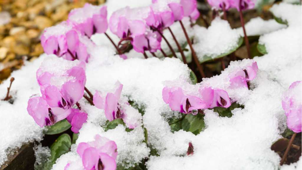 Alpenveilchen können, je nach Sorte, im Freien überwintern.