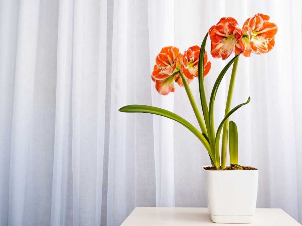 Mit der Amaryllis haben wir die erste hochgiftige und potenziell tödliche Zimmerpflanze dieser Liste.
