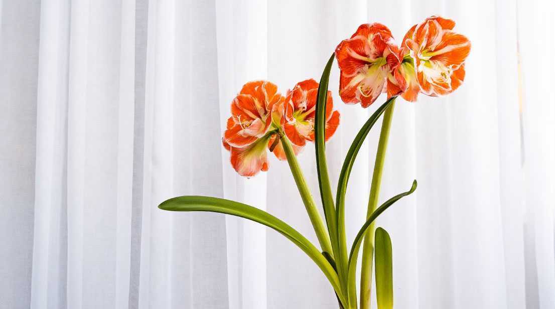 Die Amaryllis ist eine farbenfrohe Zimmerpflanze, die wunderschön blüht. Jedoch ist sie giftig und daher besonders für Haustiere gefährlich.