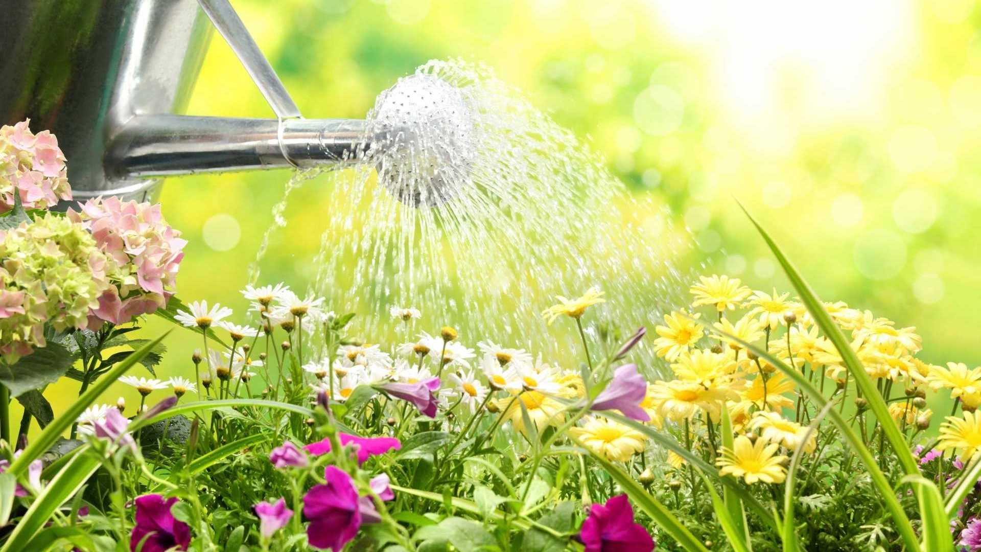Blumen werden gegossen