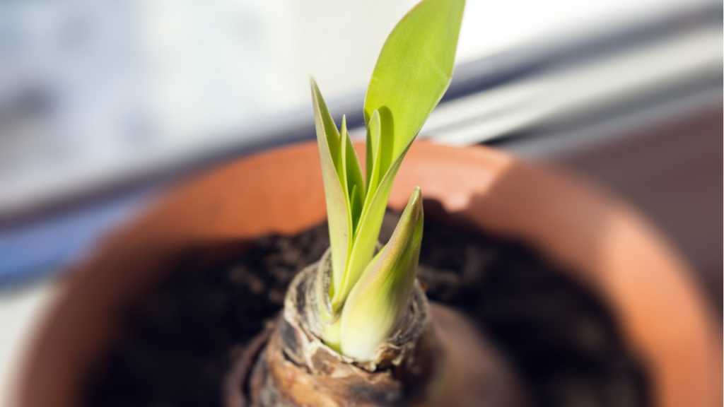 Beim Amaryllis Überwintern entstehen hochwertige Tochterzwiebeln.