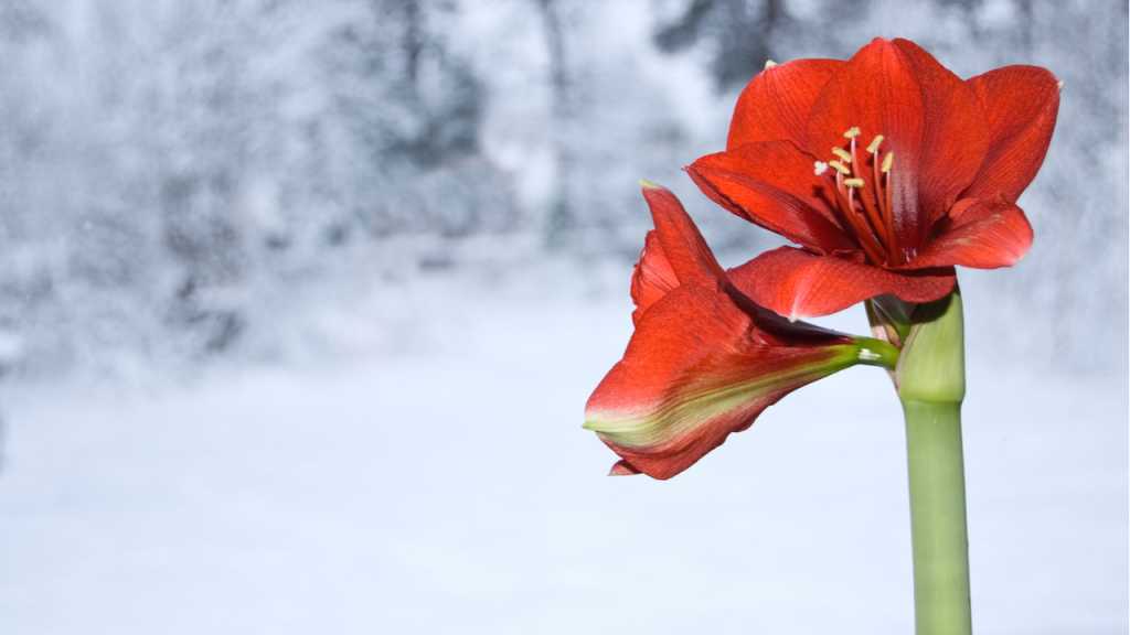 Amaryllis gedeihen aufgrund ihrer Herkunft besonders gut in den Wintermonaten.