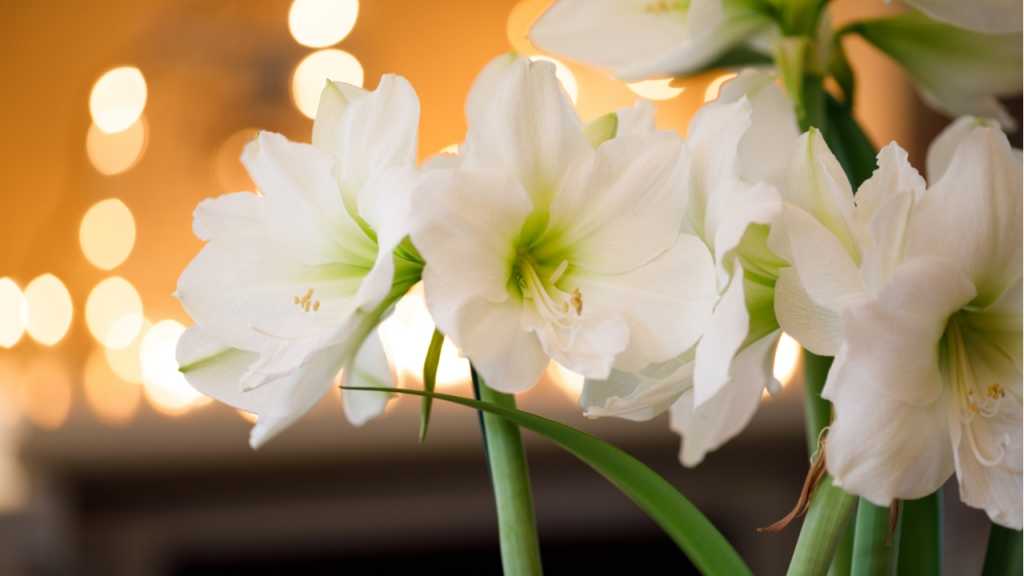Vor dem Amaryllis Überwintern muss sichergestellt sein, dass kaum Restfeuchtigkeit vorhanden ist.