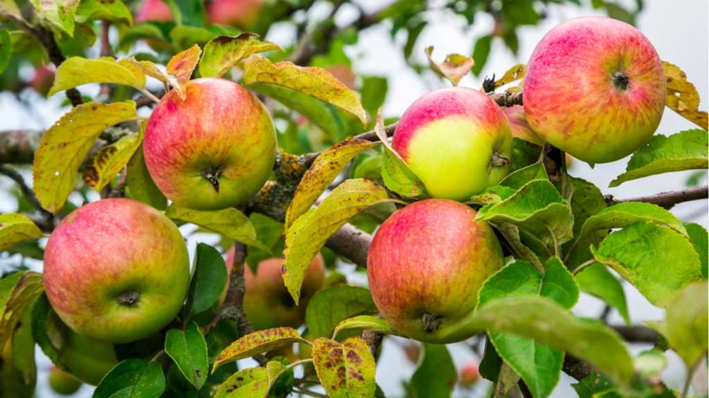 Das Apfelbaum Zurückschneiden ist gut für das Wachstum und die Widerstandsfähigkeit des Baumes.