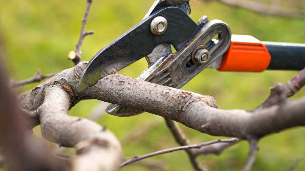 Das Apfelbaum Zurückschneiden gelingt mit einer Baumsäge und einer Astschere besonders gut.