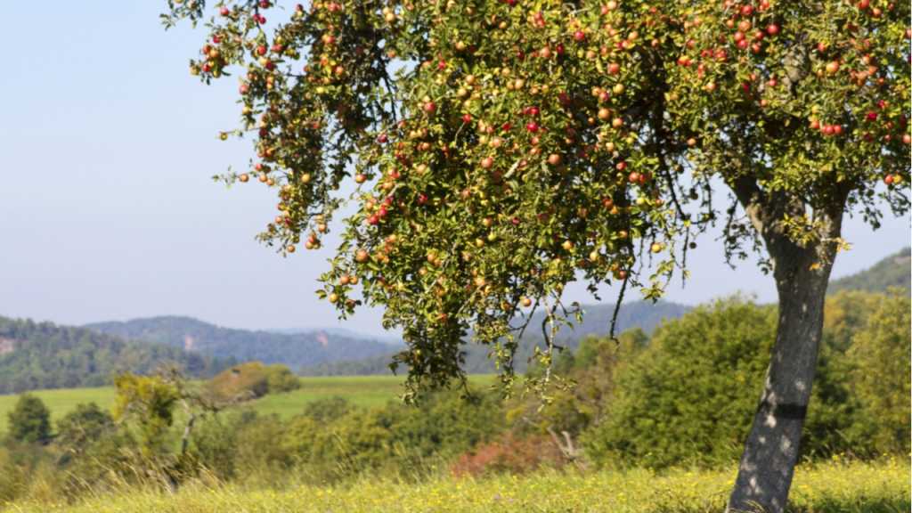 Beim Apfelbaum Zurückschneiden sollte die Vitalität der Frucht- und Gerüsttriebe bewahrt werden.