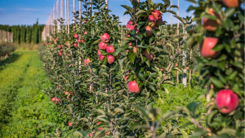 Spindelbäume werden, wie alle Apfelbäume, sofort beim Einpflanzen oder im Herbst/Frühjahr in Form gebracht.