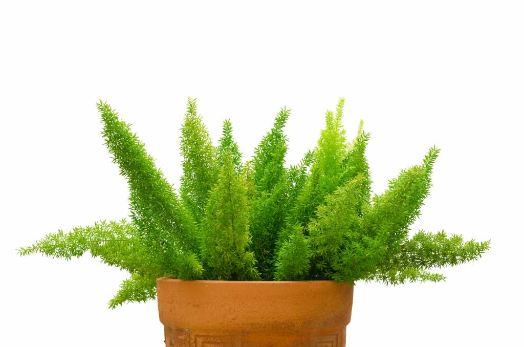 Zierspargel