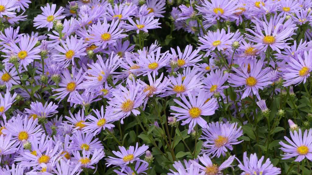 Aster Amellus, die Gebirgsastern, sind Kern einer modernen Herbstbepflanzung