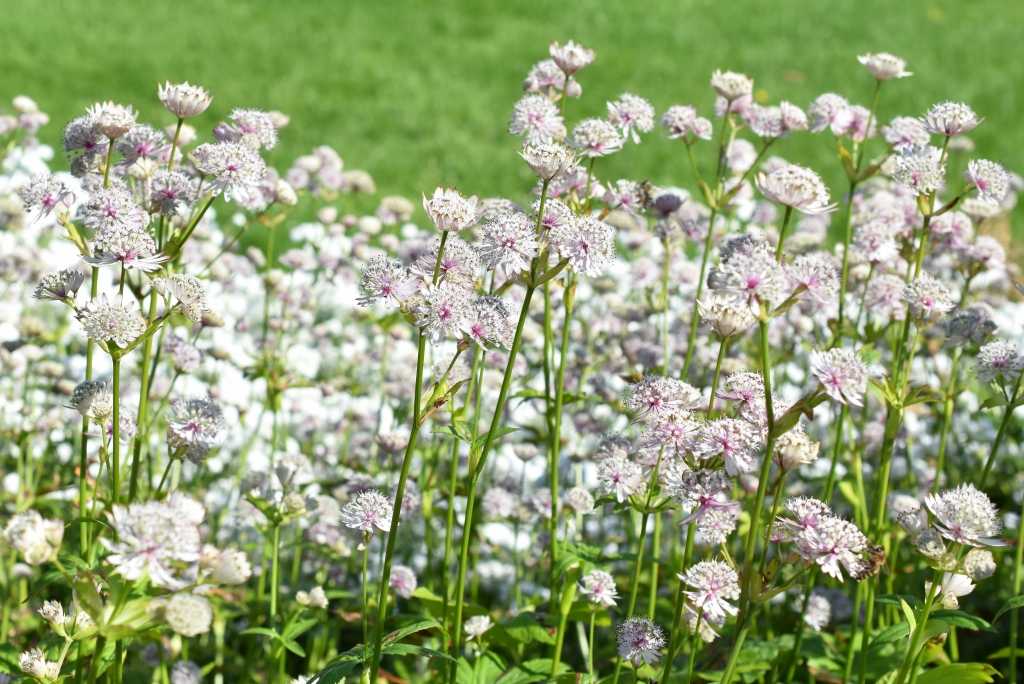 Astrantia major