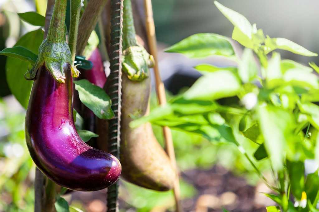 Aubergine