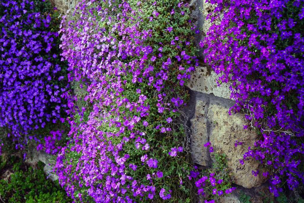 Aubrieta deltoidea