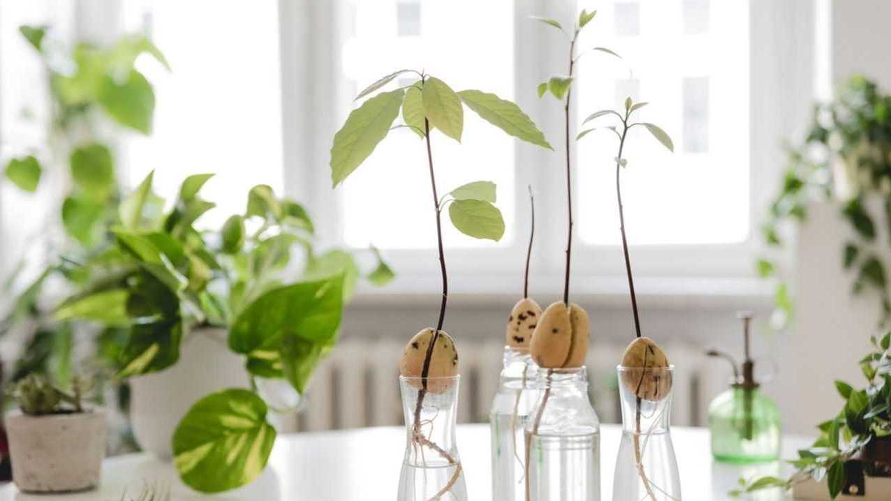 Avocado Zucht in Haus