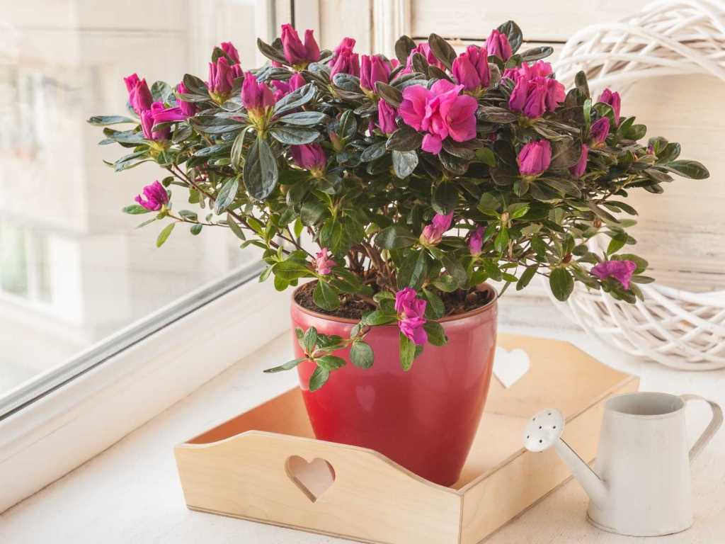 Früher bildeten die Azaleen eine eigene Gruppe in der Pflanzenwelt, heute zählt man sie zu den Rhododendren und Heidekrautgewächsen.