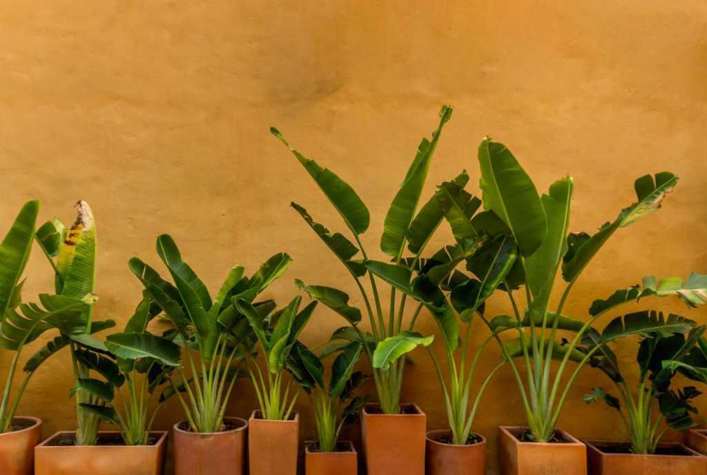 Die Bananenpalme ist eine pflegeleichte Zimmerpflanze und überzeugt mit ihrem großen grünen Blättern.