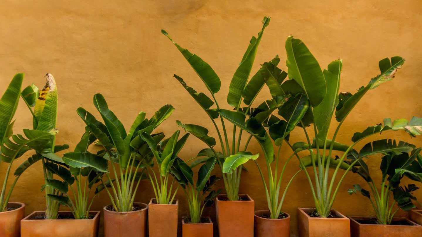 Die Bananenpalme ist eine pflegeleichte Zimmerpflanze und überzeugt mit ihrem großen grünen Blättern.