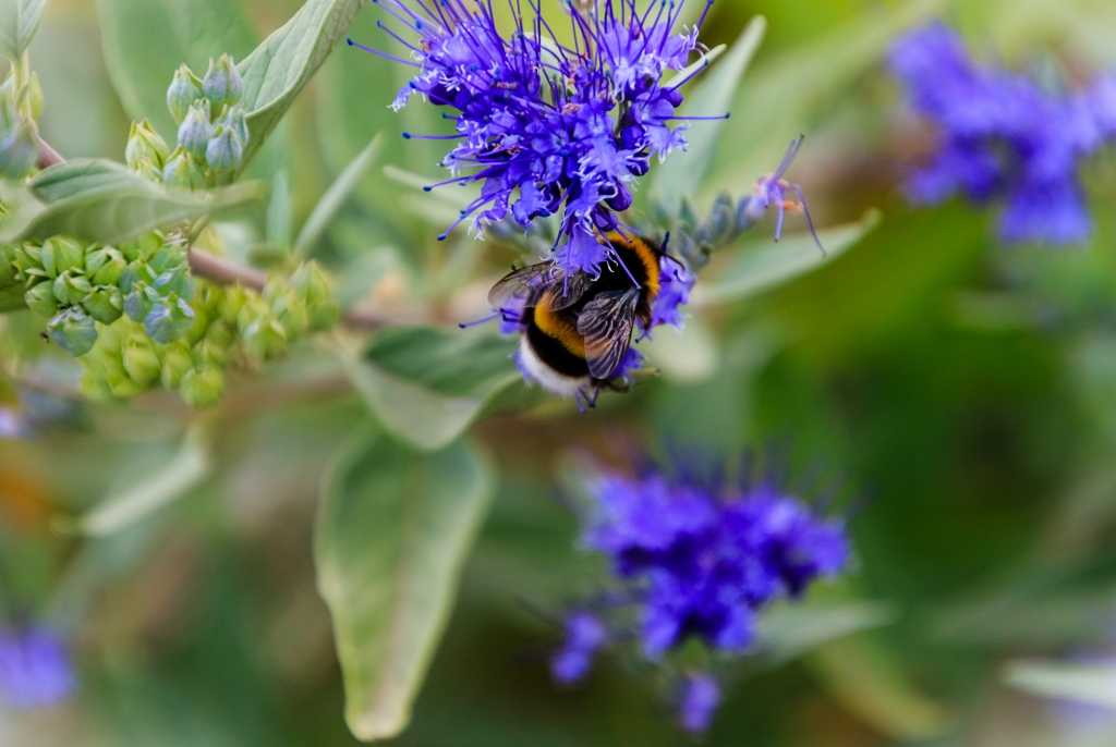 Bartblumen