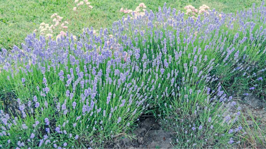 Die Bartblume, Caryopteris, ist als Herbstbepflanzung sehr beliebt.