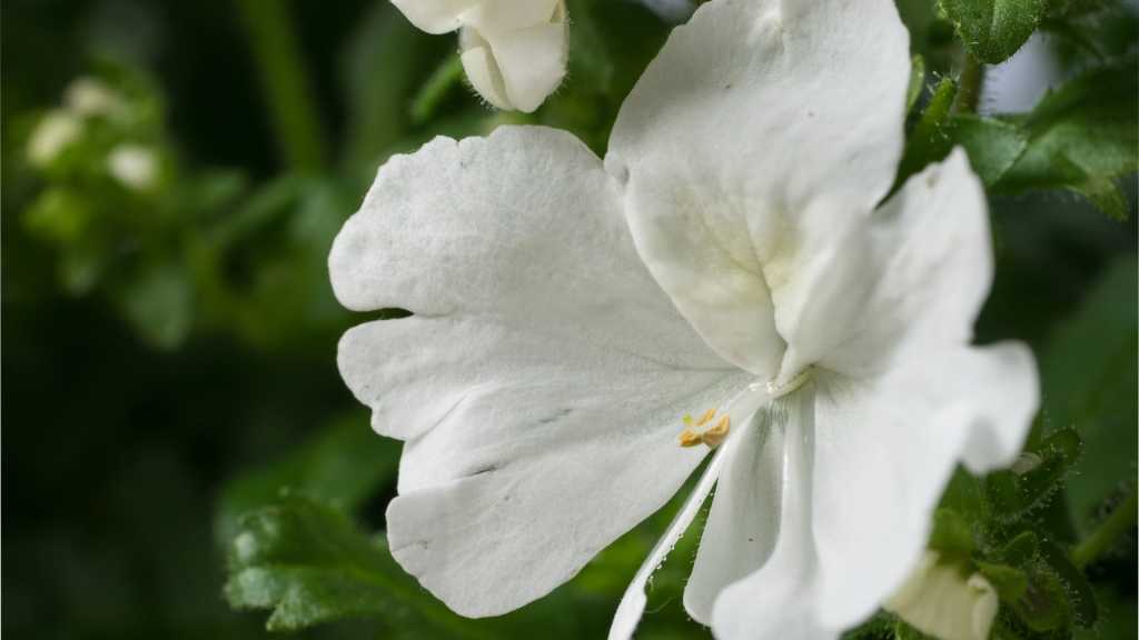 Weiße Blüte einer Bauernorchidee