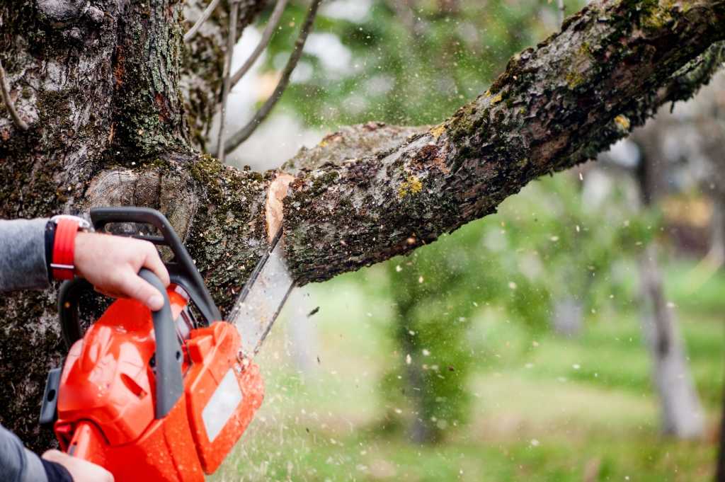 Gartenpflege im Hochsommer Baum Schnitt