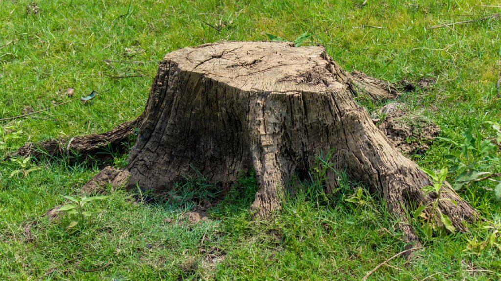 Baumstumpf entfernen
