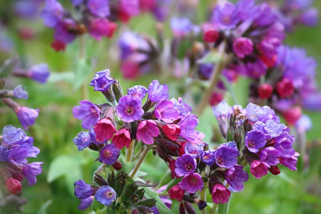 Eine aufblühenede violette Beinwellstaude.