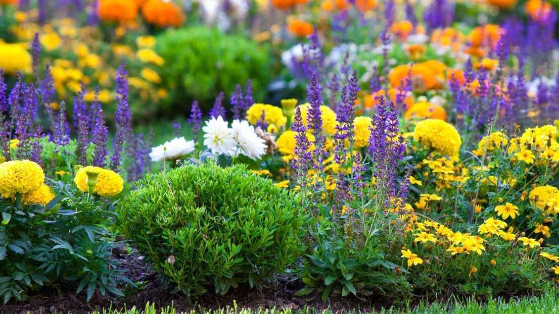 15 winterharte dauerblühende Stauden, die bis in den Winter für Blütenpracht im Garten sorgen