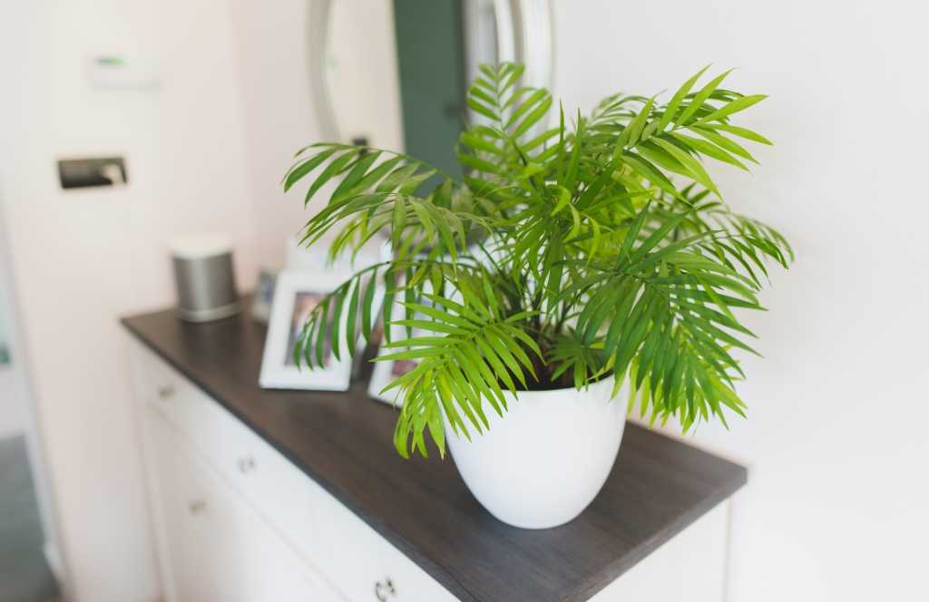 Bergpalme