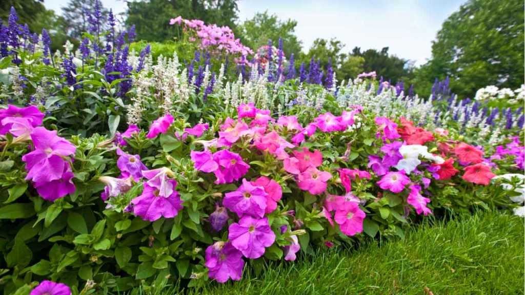 Bunte Bienenwiese