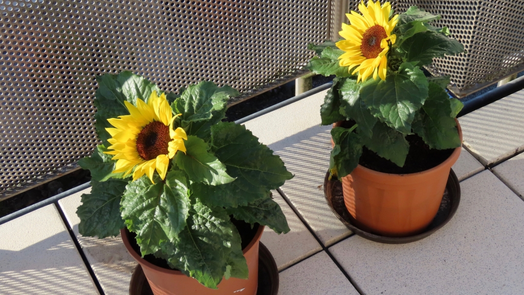 Wie auch andere Korbblütler ist die Sonnenblume eine bienenfreundliche Balkonpflanze, weil sie auf dichtem Raum viele Einzelblüten und damit eine großes Nahrungsangebot bietet.