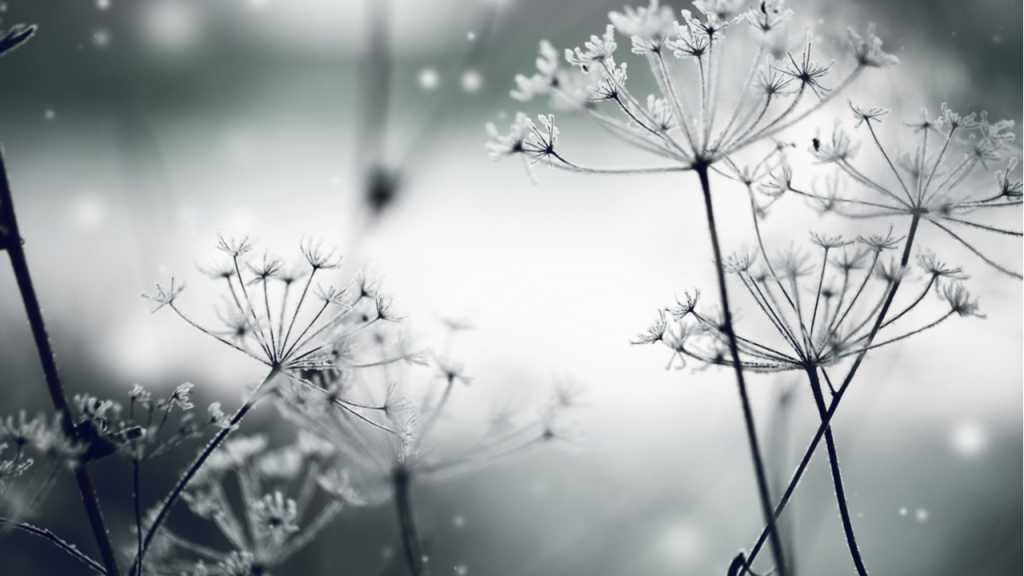Winterblumen verlieren ihre farbenfrohen Blüten in der frostigen Jahreszeit nicht.