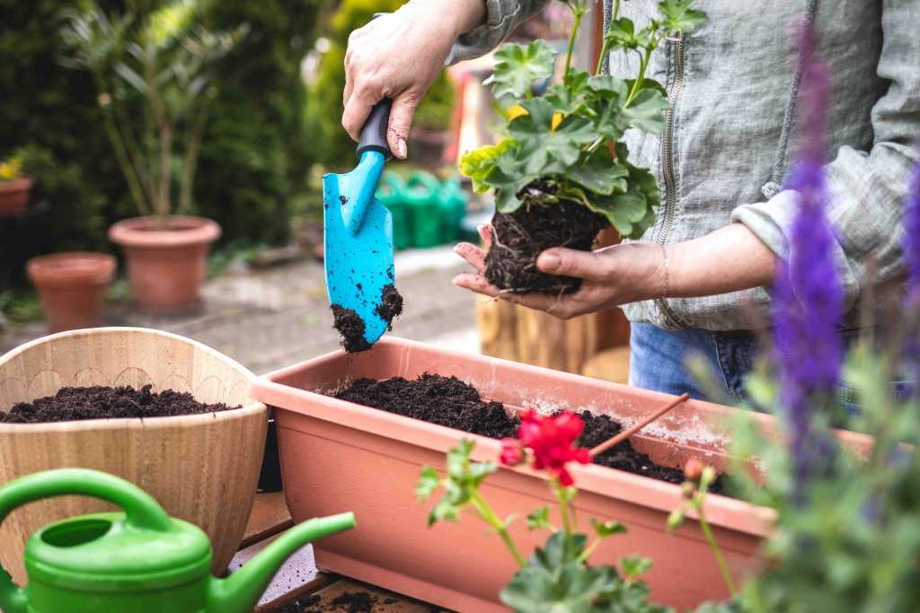 Frau pflanzt Blume ein