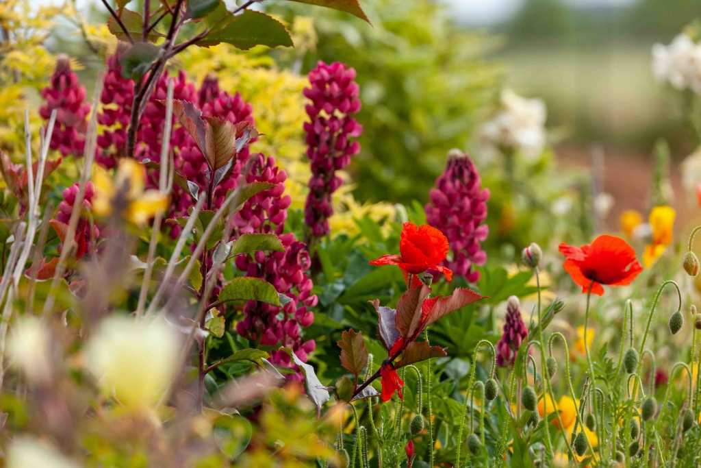 Blumenbeet