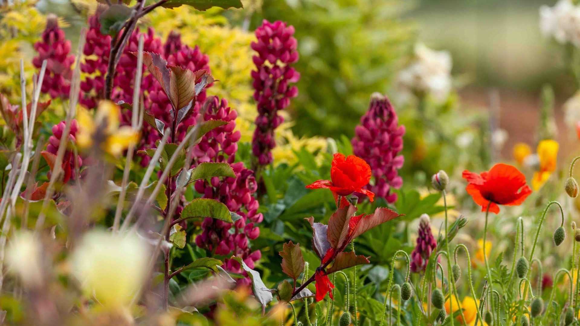 Unterschiedliche Blumen im Garten
