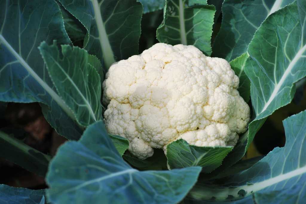 Der Blumenkohl ist ein Gemüse, das regelmäßig mit Brennnesseljauche oder Dünger zu versorgen ist.