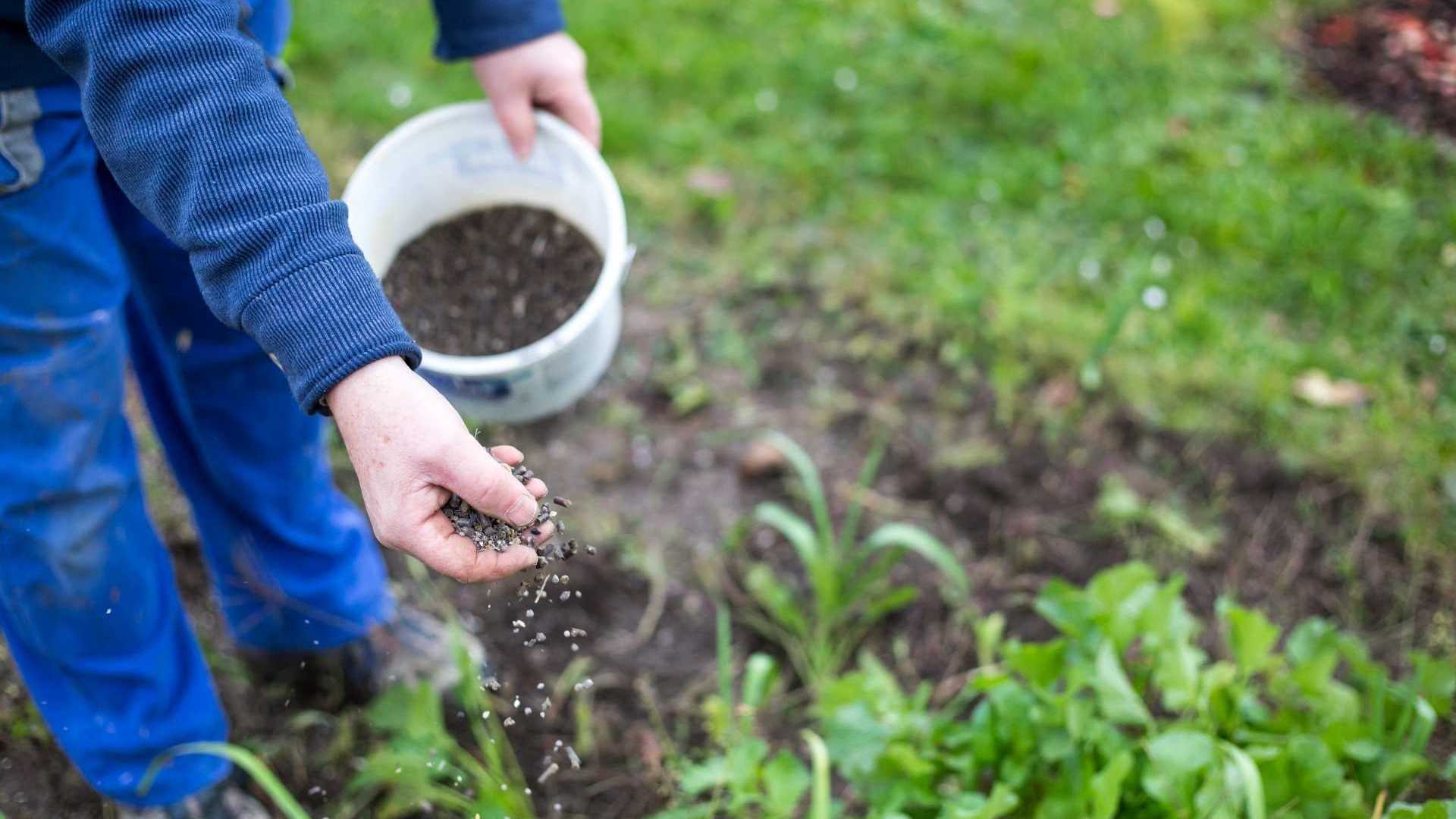 Dünger wird auf Rasen gestreut
