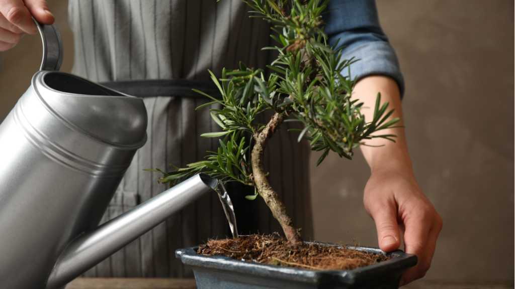 Der Zimmerbonsai darf nicht zu trocken, aber auch nicht zu nass stehen.