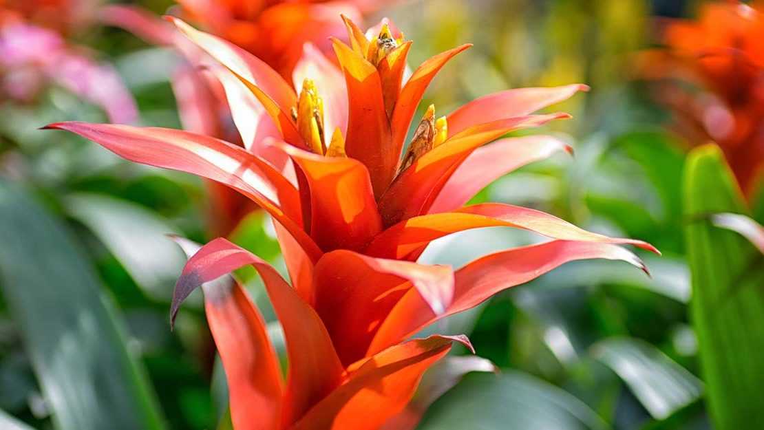 Bromelie Pflanze im Garten
