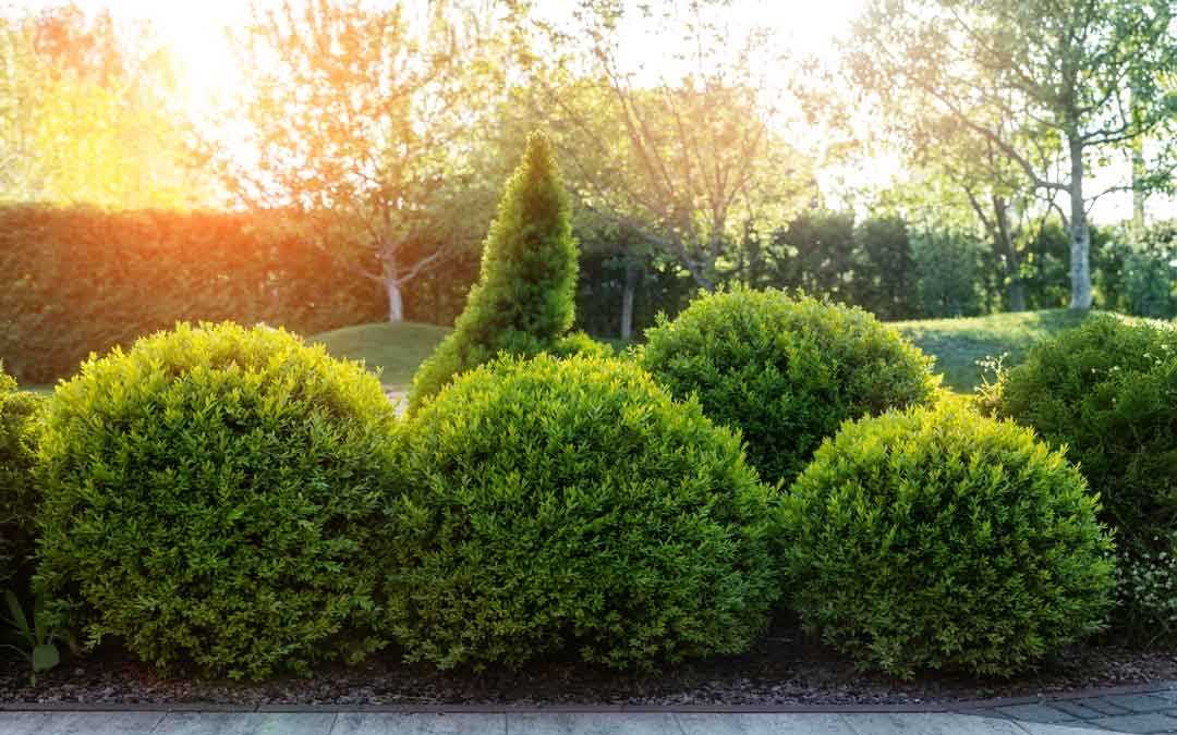 Immergrüne Pflanzen decken den Vorgarten auf