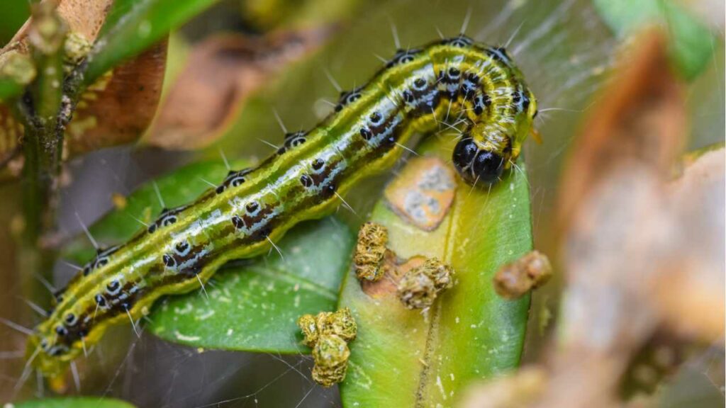 Vor der Anwendung von Spritzmittel gegen Buchsbaumzünsler muss dieser genau identifiziert werden. Typische Anzeichen sind auch spinnennetzartige Rückstände am Baum.